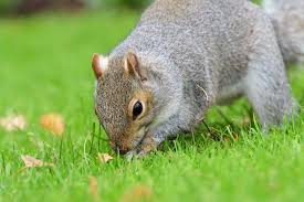 how to stop squirrels digging up bulbs