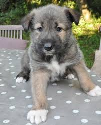 Irish wolfhound breeders & owners in australia protecting the breed by owning only irish wolfhound puppies & adults with complete known ancestry. Irish Wolfhound Cross Puppy For Sale Lydney Gloucestershire Pets4homes Irish Wolfhound Puppies Wolfhound Irish Wolfhound