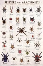 12 Best Spider Identification Images In 2019 Spider