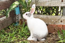 Rabbit Proof Garden Fencing That Keeps