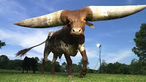 牛角最大的牛：安哥拉牛- YouTube