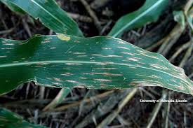 Iowa Corn Evaluating Fungicide Efficacy In 2018 Agfax