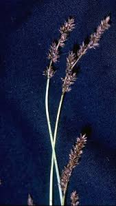 Carex diandra - Wikipedia