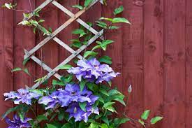 Using Climbing Plants In Your Garden