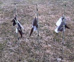 feather decoys for coyotes