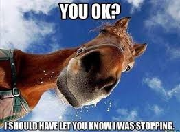 Click browse to locate image on your computer. 16 Funniest Horse Memes In The Barn I Can Has Cheezburger