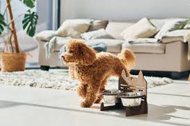 teacup toy poodle dog breed information
