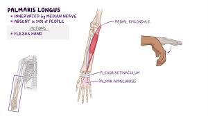 As seen in this forearm muscles diagram, the flexor muscles reside in the anterior compartment of the forearm, and are separated into the three following the forearm muscles are responsible for flexion and extension of the wrist and digits. Muscles Of The Forearm Osmosis