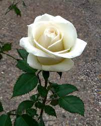 white rose flowers 13946538 stock photo