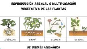 vegetativa en las plantas
