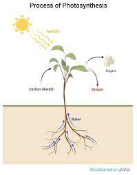 Photosynthesis Process Definition
