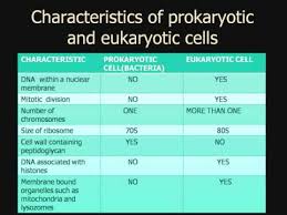 Prokaryotes Vs Eukaryotes Vs Viruses Venn Diagram