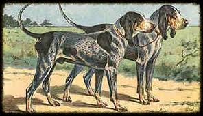 Wolfdog puppies for sale in belington, west virginia united states. Pin On Bluetick Coonhound