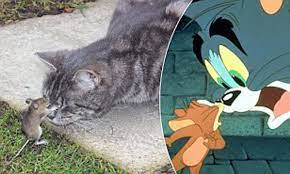 The real-life Tom and Jerry: Captured mouse stands his ground and hits cat  back in 10-minute battle before escaping