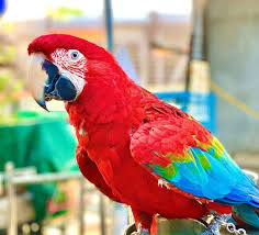 a parrot pet birds