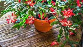 Can you use Miracle Grow on Christmas cactus?