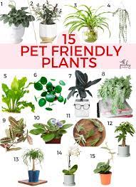 Plants Pet Friendly Cat Safe House Plants