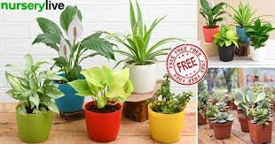 Free Plants Indoor Garden Plants