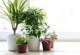 indoor decorative plants
