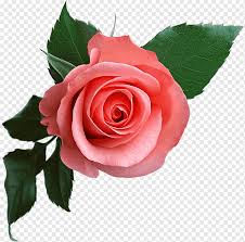 beautiful flowers pink rose