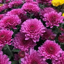 Chrysanthemum Growing And Care Tips
