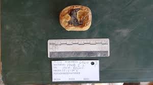 mummified shrew discovery unearths