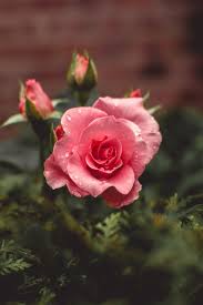 Rose flower wallpaper