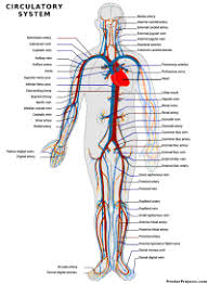 Printable Anatomical Charts And Diagrams
