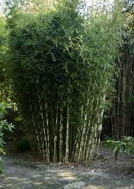 Bamboo Hedge Bamboo Garden Bamboo Plants