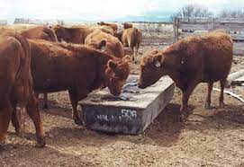 beef cattle supplement delivery systems