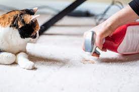 get rid of cat smells in the house
