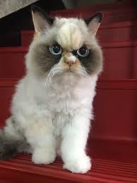 meet the new grumpy cat that looks even