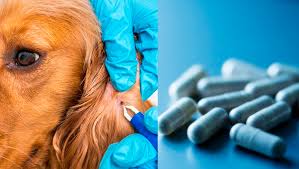 Doxycycline For Dogs Uses Dosage And Side Effects Dogtime