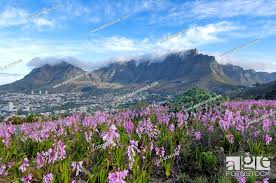 western cape province south africa