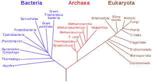 Biology Wikipedia