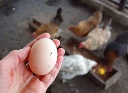 So, in a nutshell, south african law prohibits you from making a profit from donating your organs, eggs or sperm. 14 Ways To Make Money From Your Backyard Chickens