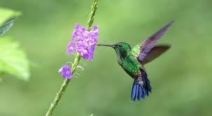 Hummingbirds Harmed by Pesticides Killing Off Bees, Butterflies, and Other  Pollinators - Beyond Pesticides Daily News Blog