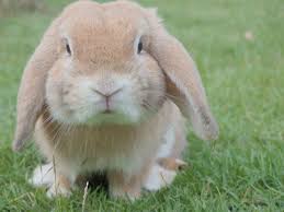 what are the best chew toys for rabbits