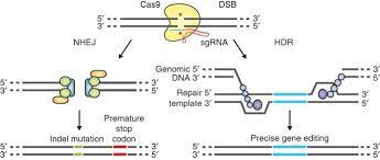 crispr cas9 system