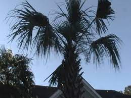 palm trees for georgia loganville