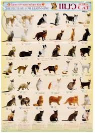 Cats Of The World Posters Ultimate Breeds Cat Poster More Than 40 Breed Species
