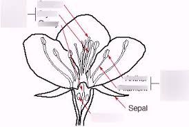 The main flower parts are the male part called the stamen and the female part called the pistil. Sc 101 Male And Female Parts Of A Flower Diagram Quizlet