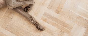 hardwood flooring for dogs an intro to