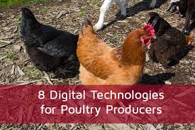 •to provide safety from their predators. 8 Digital Technologies For Poultry Producers Denbow