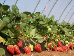 in texas strawberries are best grown