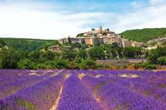 Image result for Lavender of June to the beginning of August.