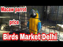 macaw parrots in delhi birds