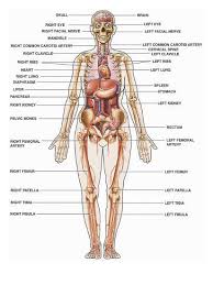 Human Female Anatomy With Major Organs And Structures Labeled