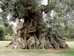 Grow An Olive Tree Olea Europaea