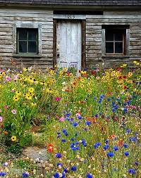 A Wildflower Cottage Garden